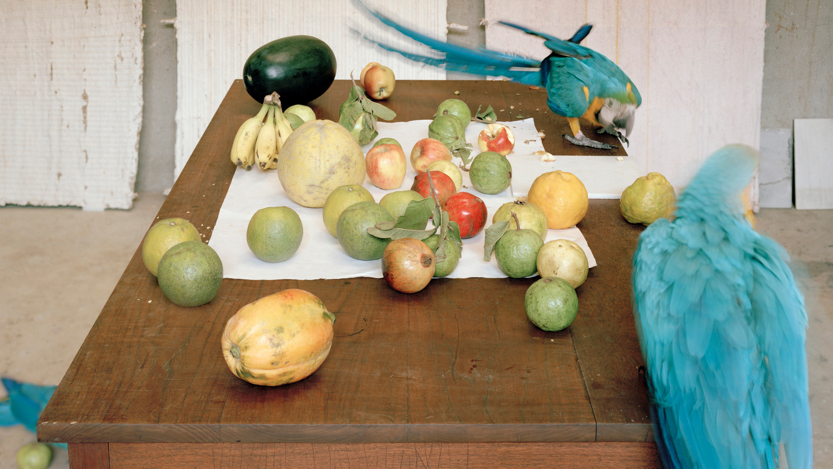 Stefano Graziani, Still life with parrots, Studio Mumbai,  Mumbai, 2018 (detail)