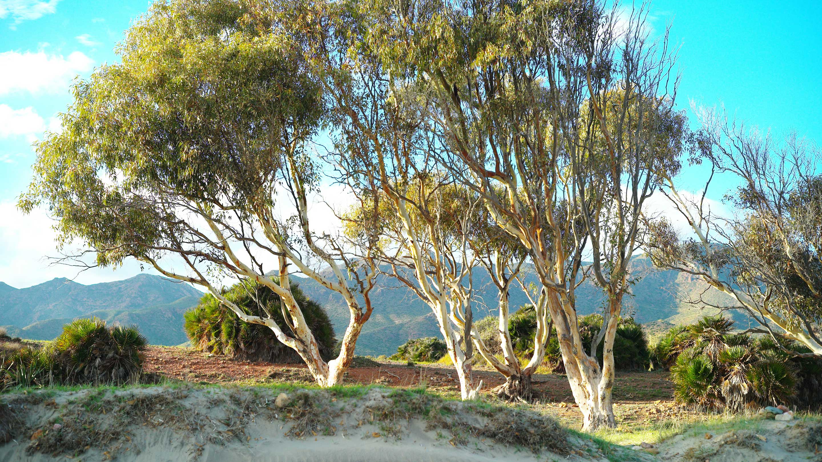 Landscape as Architecture / Symposium